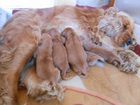 /album/anglicky-kokerspaniel/male-000-jpg/